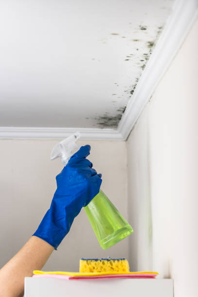 Attic Mold Removal in Macopin, NJ